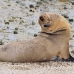 lion_sea_galapagos_san_h_0064_ecu2261.jpg